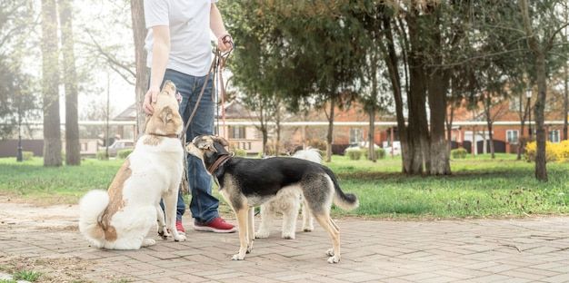 Pet care. Professional male dog walker walking a pack of dogs on park trail