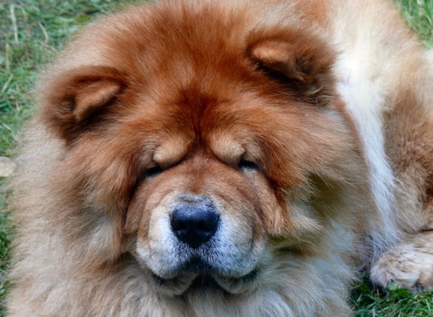 Pet chaochao dog poses for the camera