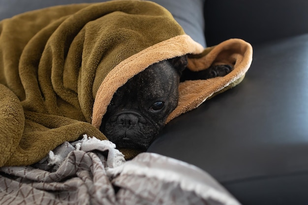 Pet covered with a blanket on the sofa in comfort