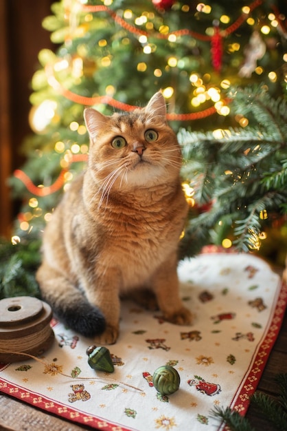 Pet ginger cat in festive christmas atmosphere, christmas interior