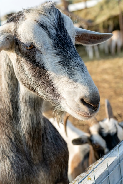 Pet goat on the farm yard. Country pets.