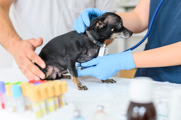 Pet health insurance a veterinarian examining a little dog in the presence of a pet owner