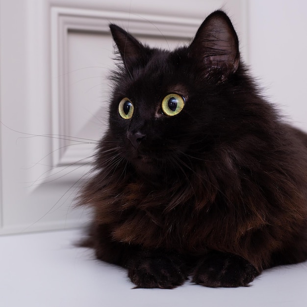 The pet is a black cat closeup on a light background.