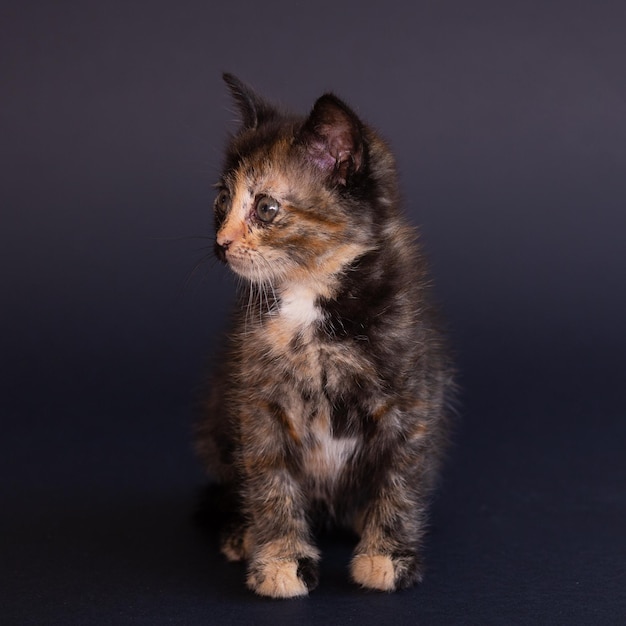 The pet is a kitten on a black background.