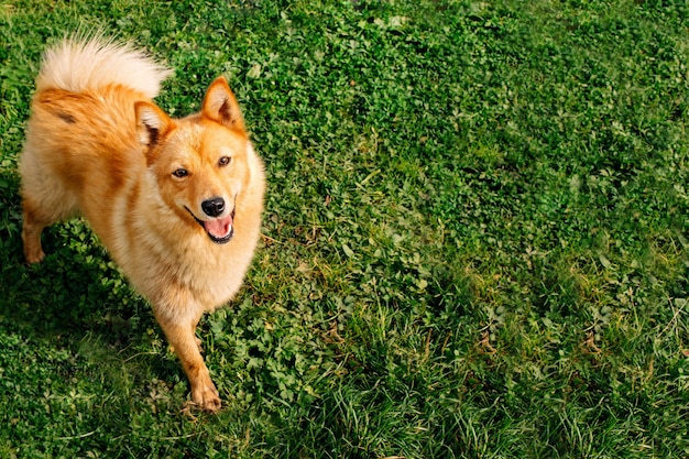 The pet is a red dog dog The Finnish Spitz is a hunting dog Karelofin breed Karelian Bear