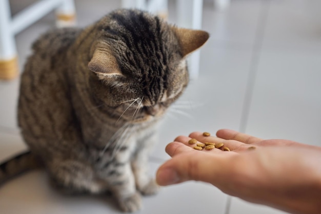 Pet owner feeding cat with dry food granules from hand palm man woman giving treat to cat beautiful