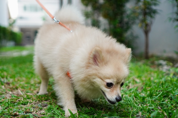 Pet owner walks with a small dog breed or pomeranian, it smells on grasses