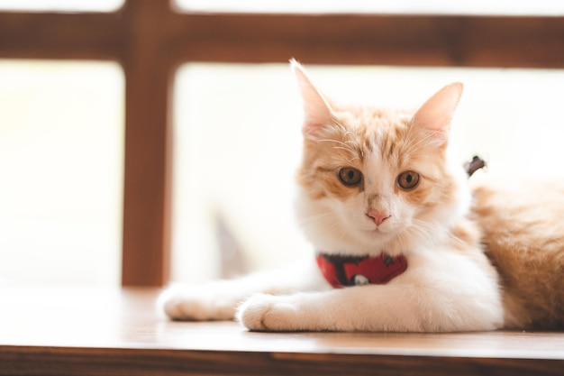 Pet portrait of cute brown cat on table cafe beautiful white fur kitten mammal animal background concept adorable fluffy face and pretty eye tabby