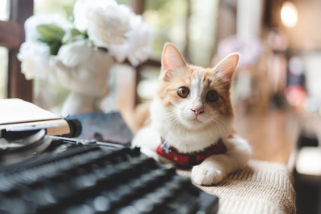 Pet portrait of cute brown cat on table cafe beautiful white fur kitten mammal animal background concept adorable fluffy face and pretty eye tabby