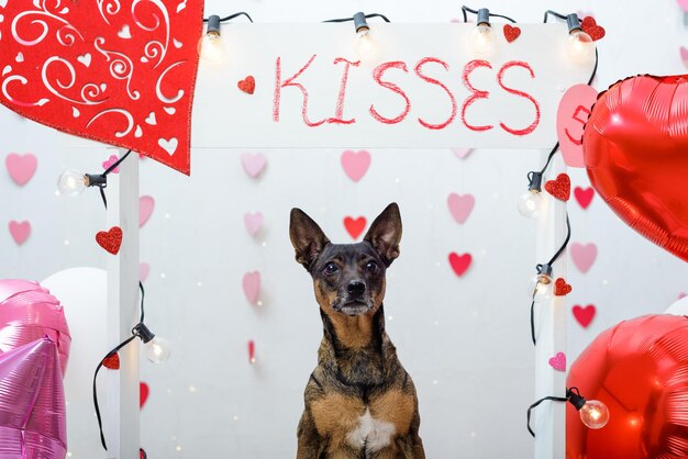 Pet portrait on a kissing booth Studio portrait of dog with balloons and hearts