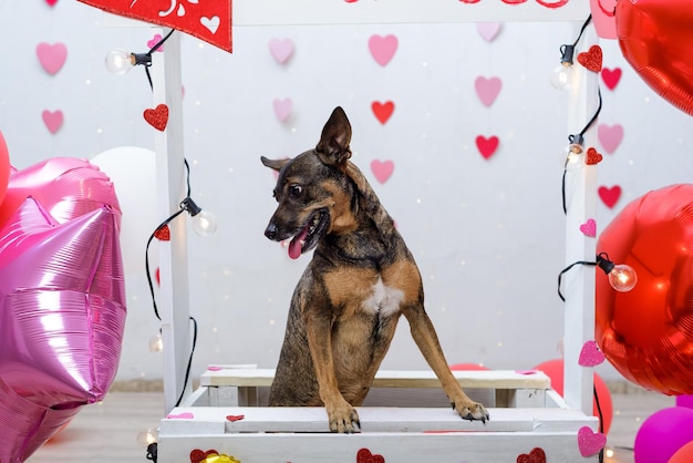 Pet portrait on a kissing booth Studio portrait of dog with balloons and hearts