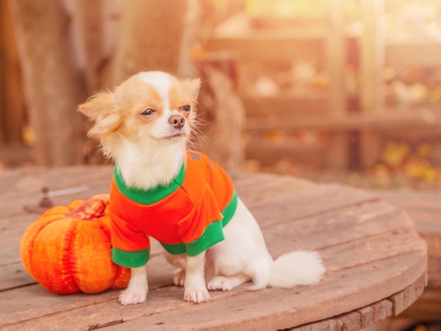 Pet and pumpkin Halloween The dog is a white and red longhaired chihuahua in orange clothes