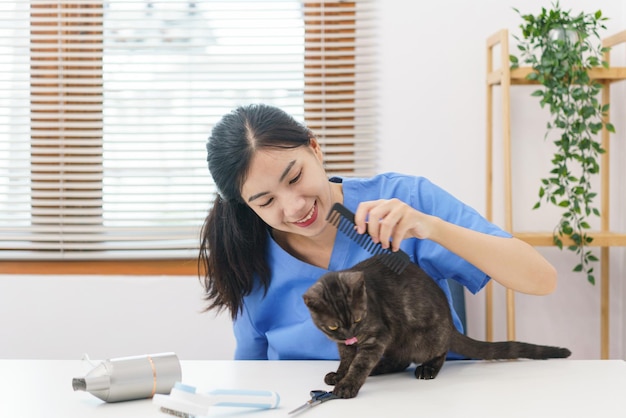 Pet salon concept Female veterinarian use combing brush to brushing fur after trim fur the cat