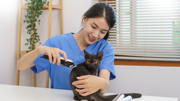 Pet salon concept Female veterinarian using hair clipper to trim fur of cat in the salon