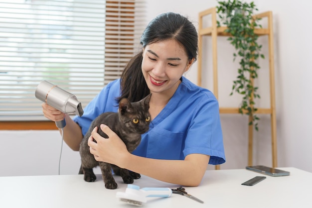 Pet salon concept Female veterinarian using hair dryer on the cat in the salon