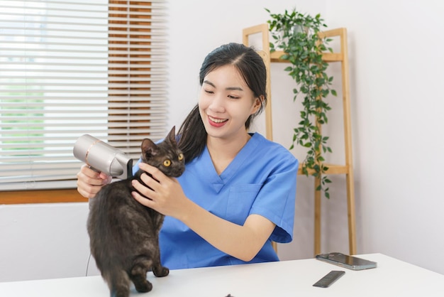 Pet salon concept Female veterinarian using hair dryer on the cat in the salon