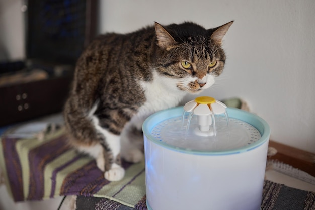 Pet water dispenser with automatic gravity refill