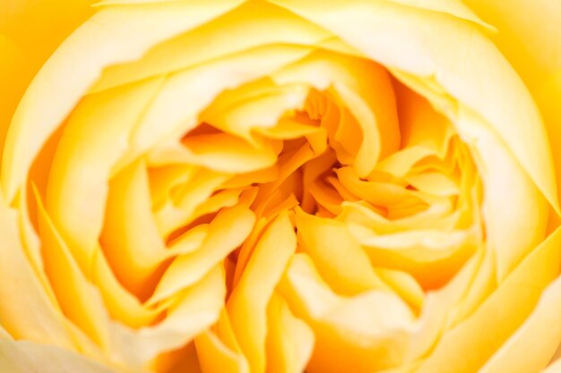 Petals of bright yellow rose closeup Abstract yellow floral background