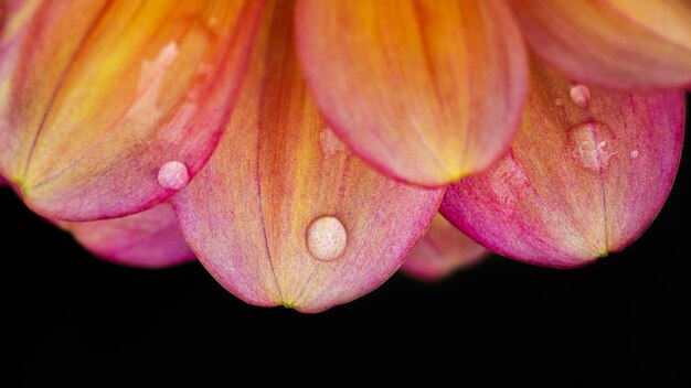 Photo petals of a dahlia flower