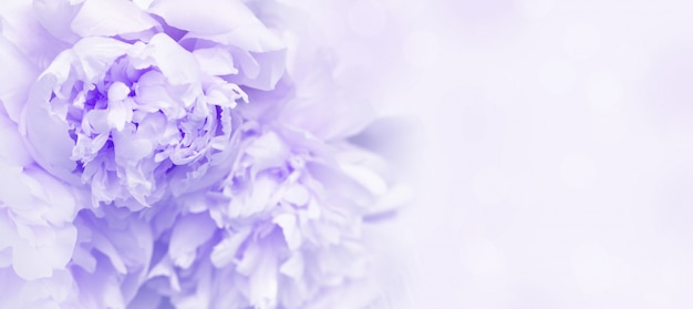 Petals of flowers peony close up. 