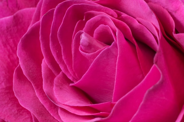 Petals of a fresh red rose closeup