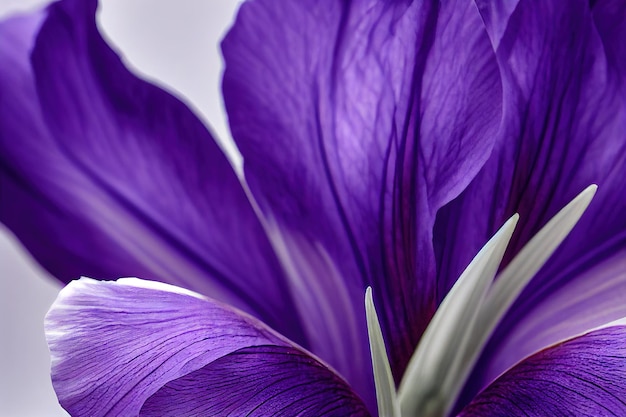 Petals of large delicate lilac iris flower on beige macro background