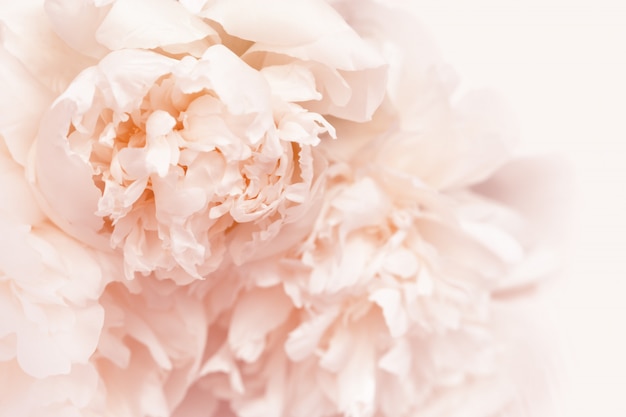 Petals of peony flowers close up