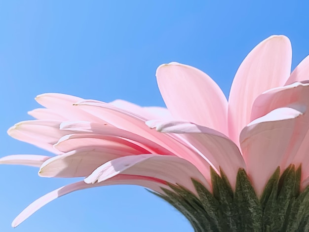 Petals of pink gerbera daisy flower and blue sunny sky spring nature concept