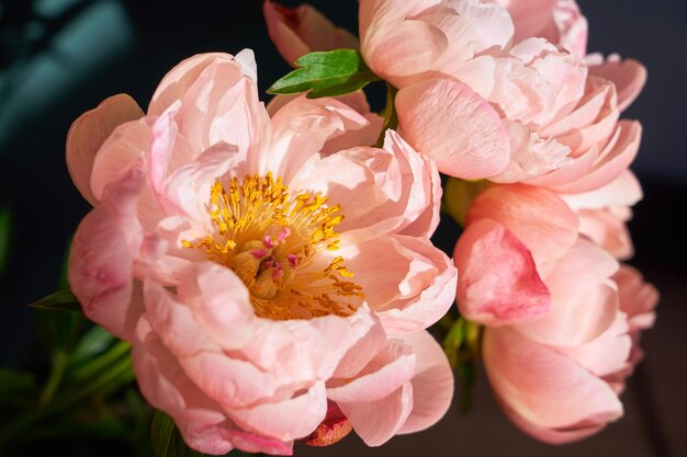 Photo petals of pink peonies close to a blurred background