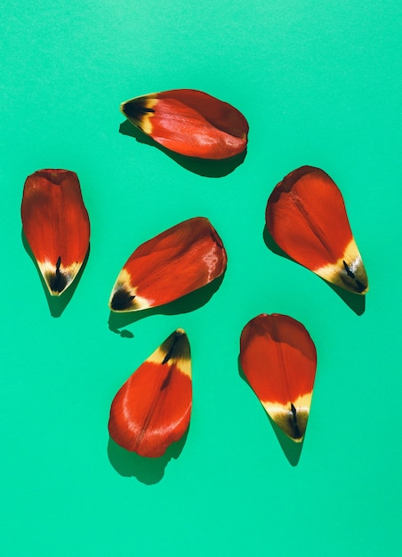 Petals of tulip flower on green background .