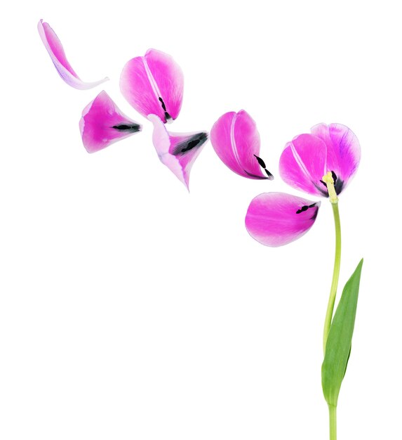 Petals of the tulip on the white background