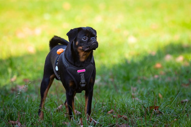 Petit Brabanson, or Brabant Griffon, a breed of decorative dogs bred in Belgium..