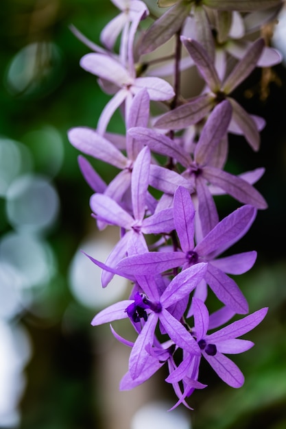 Petrea volubilis L., Petrea flower on green background