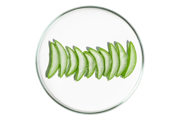 Petri dish isolated on empty background Aloe vera slices in a Petri dish