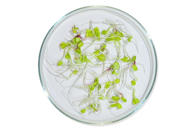 Petri dish laboratory glassware with plant sprouts On an empty background Isolated PNG Greens sprouts research bio engineering study cultivation