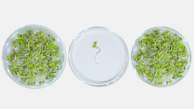 Petri dish laboratory glassware with plant sprouts On a light background Greens sprouts research