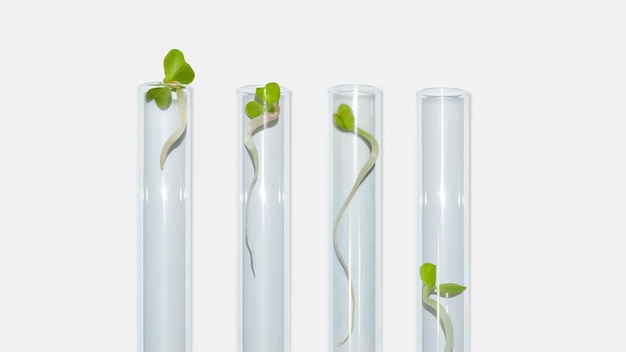 Petri dish laboratory glassware with plant sprouts On a light background Greens sprouts research