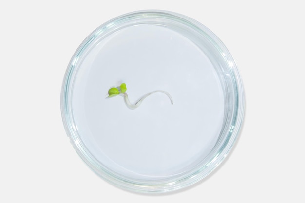 Petri dish laboratory glassware with plant sprouts On a light background Greens sprouts research