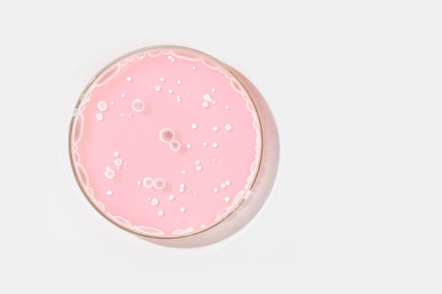 Petri dish on a light background With light rocks in a pink liquid grown in the laboratory Sensitivity of bacteria or viruses to antibiotics Mold Mushrooms