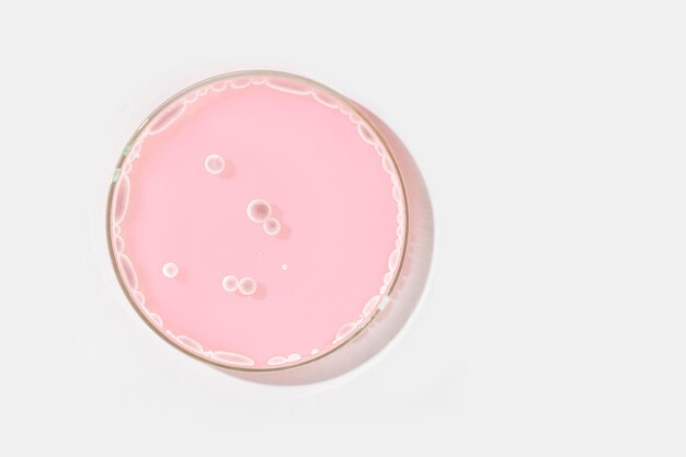 Petri dish on a light background With light rocks in a pink liquid grown in the laboratory Sensitivity of bacteria or viruses to antibiotics Mold Mushrooms