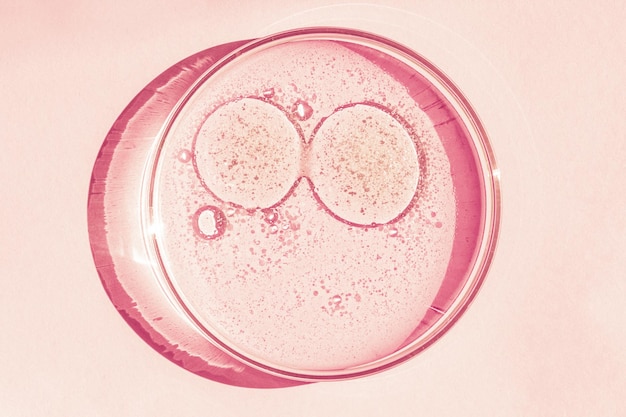 Petri dish Petri's cup with liquid Chemical elements oil cosmetics Gel water molecules viruses Closeup On a pink background