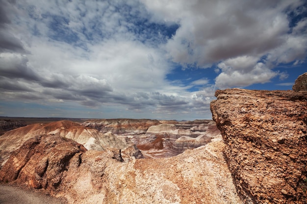 Petrified forest