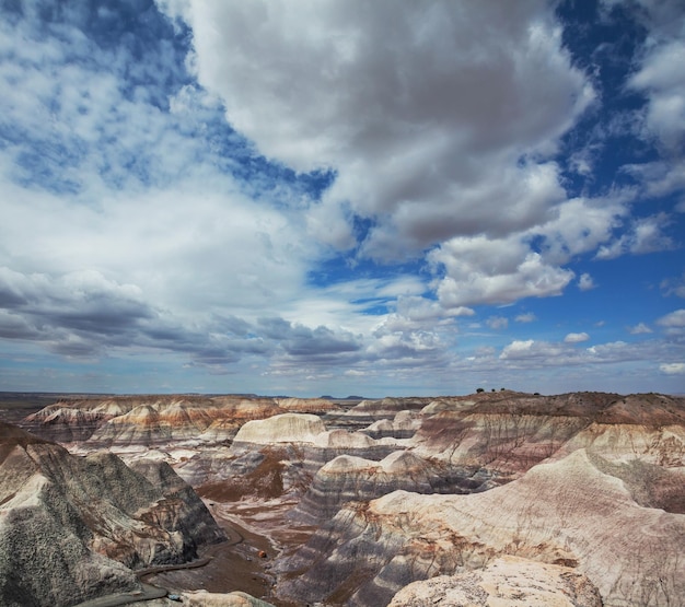 Petrified forest