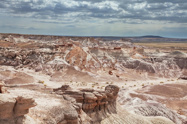 Petrified forest