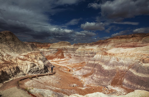 Petrified forest