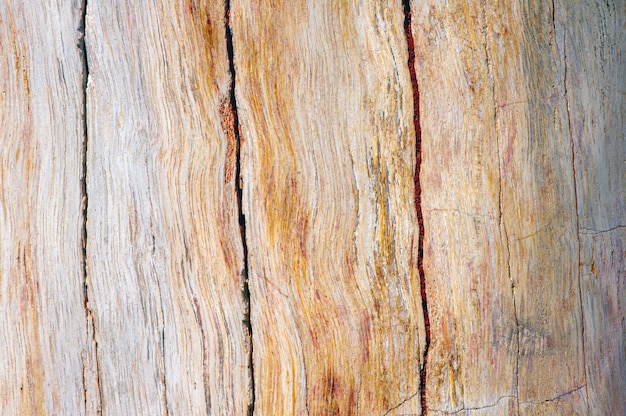 Petrified teak wood, fossil texture in shallow focus, natural background