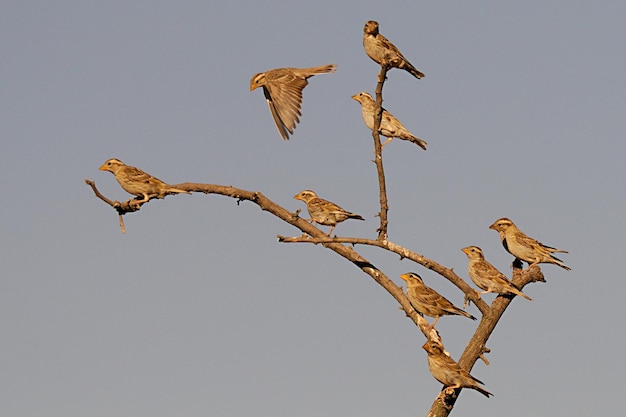 Petronia petronia - The howler sparrow is a species of passerine bird in the Passeridae family. 