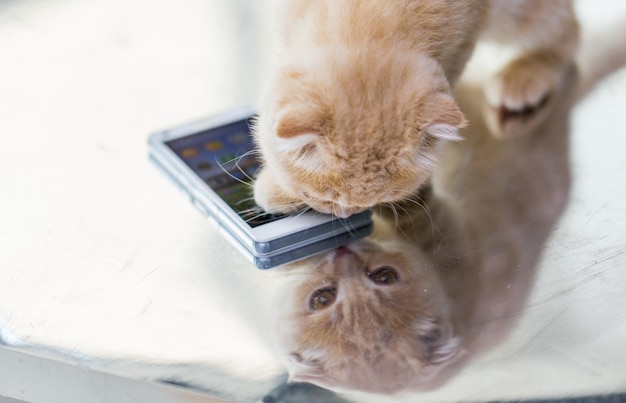 pets, animals and cats concept - close up of scottish fold kitten with smartphone