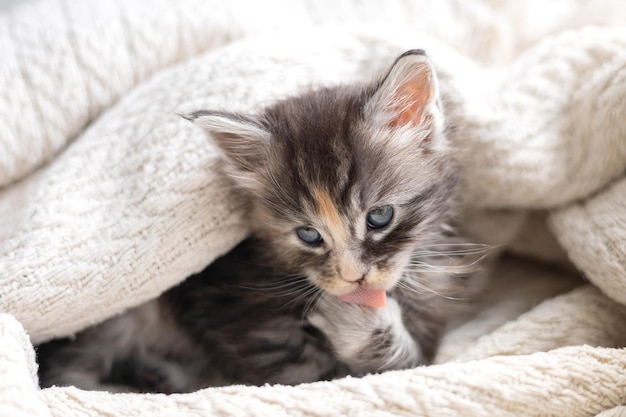 Pets cute little maine coon breeds kitten is washing in a knitted blanket Pet Care