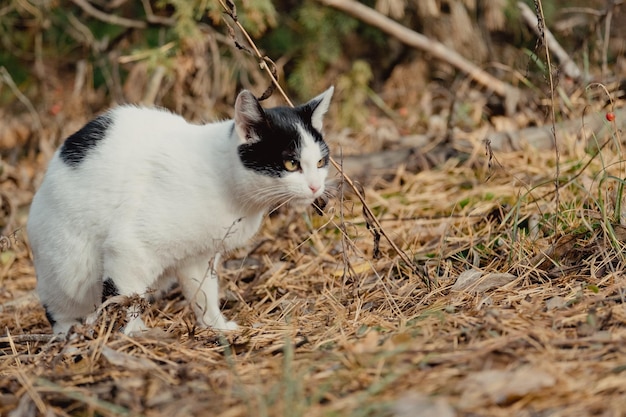 Pets walking autumn outdoor adventure on forest. Cat walks through the autumn coniferous forest. Beautiful cat walking on the yellow needles in the autumn park.